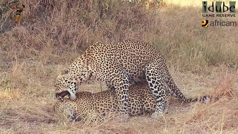 WILDlife: Leopards Pairing In the Open