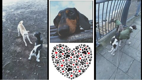 Luna has a new friend, Frieda goes her speed, Charlie & Millie people watch