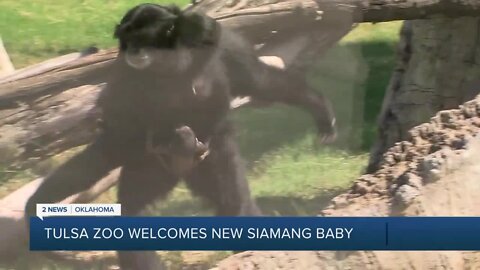 Tulsa Zoo welcomes new baby Siamang