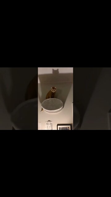 o gato do Batman 🤣🤣🤣