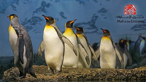 Penguin Encounter - Mall of Emirates (Ski Dubai)