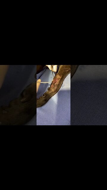 Gun shot wound on dog’s leg. Bullet surgically extracted. #gunshot #veterinary #vetmed #bullet