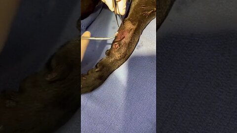 Gun shot wound on dog’s leg. Bullet surgically extracted. #gunshot #veterinary #vetmed #bullet