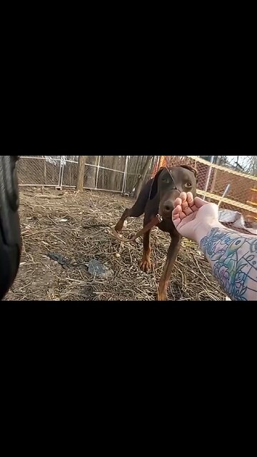 Police rescue dog with snout zip-tied