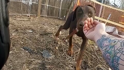Police rescue dog with snout zip-tied
