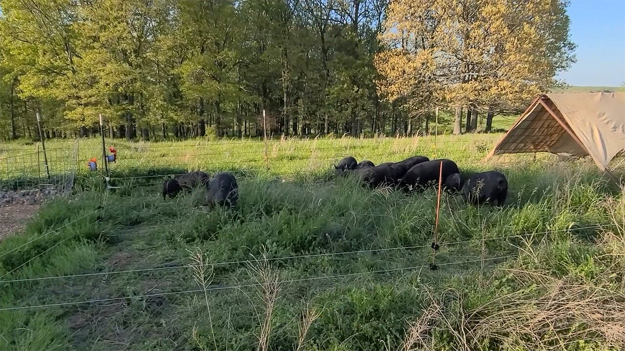 These Little Piggies Stayed Home - Moving Our American Guinea Hogs Back Onto Pasture