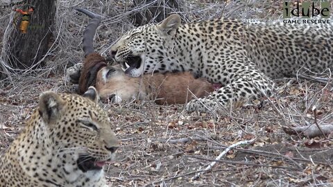 Leopard Family, Part 33