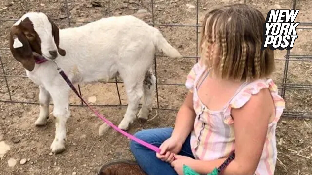 I gave my goat to the state fair and they barbecued it — now I'm suing