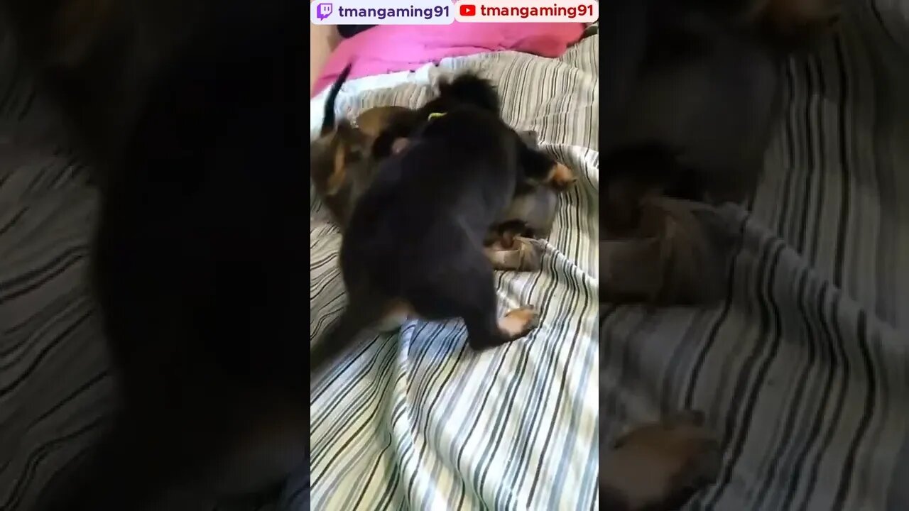 Beating On Her Brother