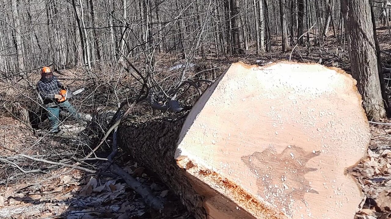 Husqvarna 572 HTSS & Husqvarna 585 Out In The Woods Again , Felling Hard Maple