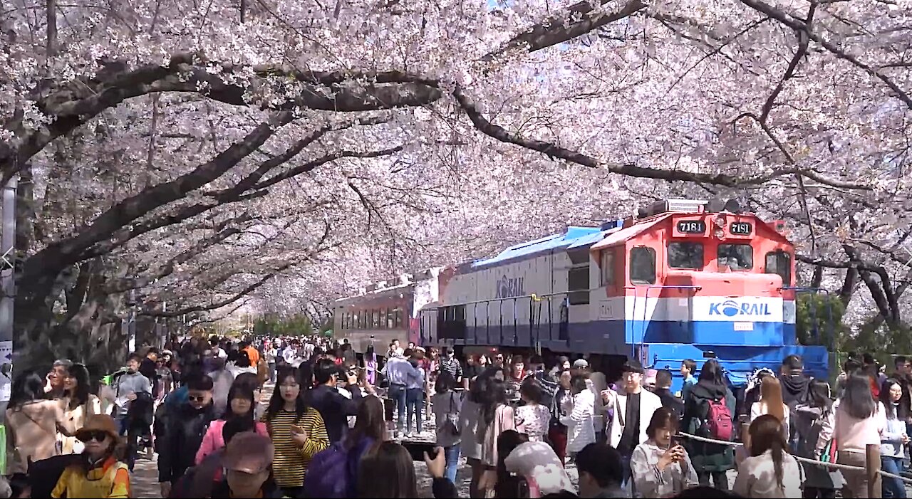 Korea's largest cherry blossom festival: Gunhangje in Jinhae