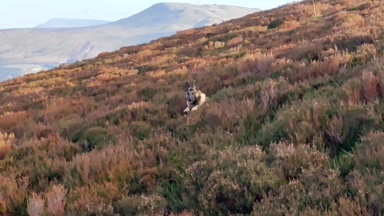 A Belgian Malinois In Scotland. in the mountain's