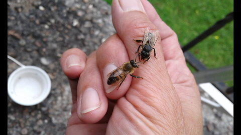 A King Bee and the Jailhouse Rock Venom