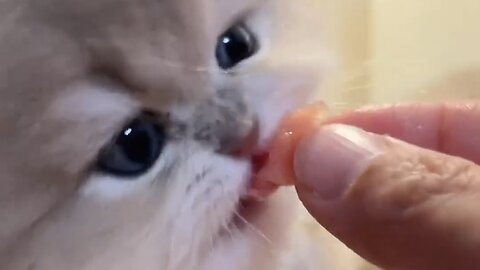 It's really enjoyable to feed a kitten