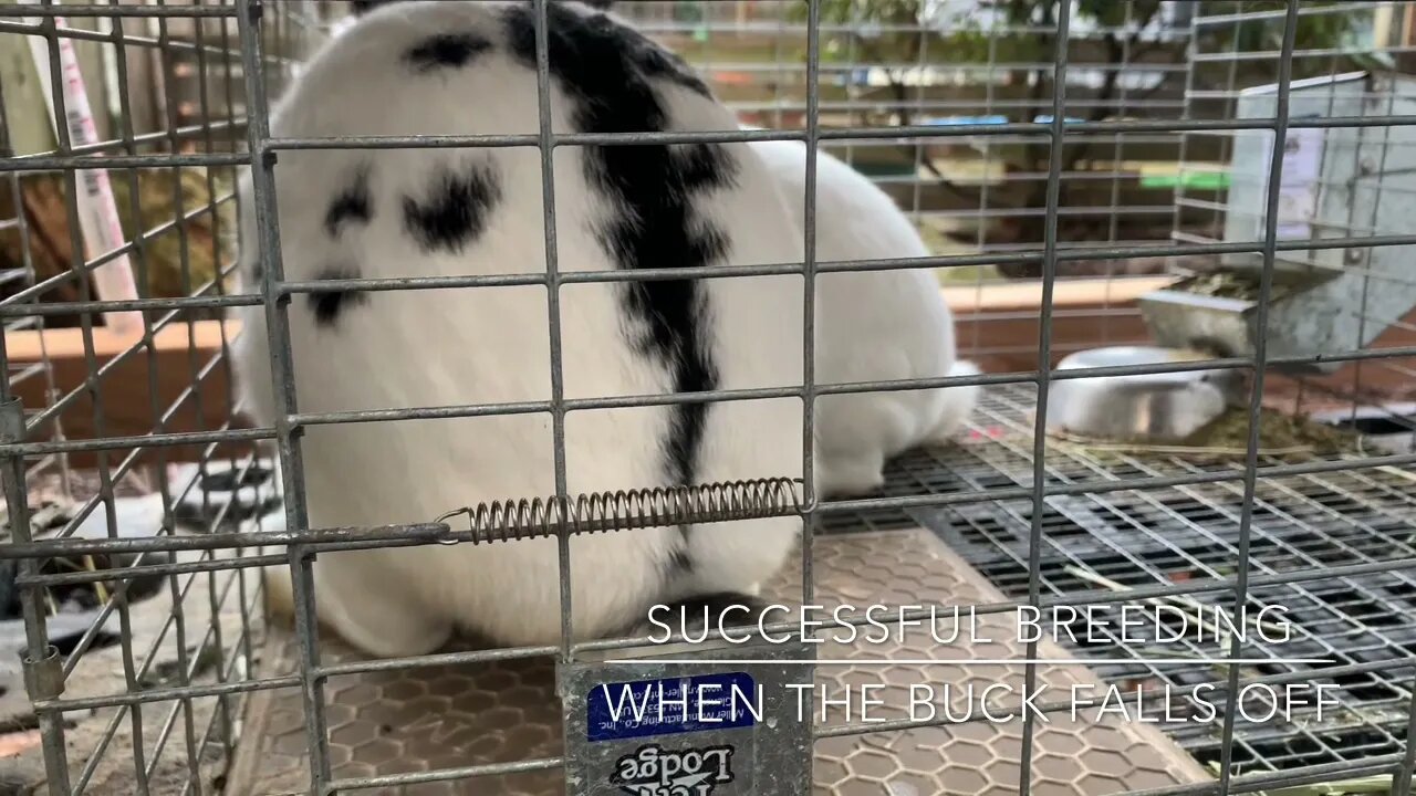 What does successful breeding in rabbits look like