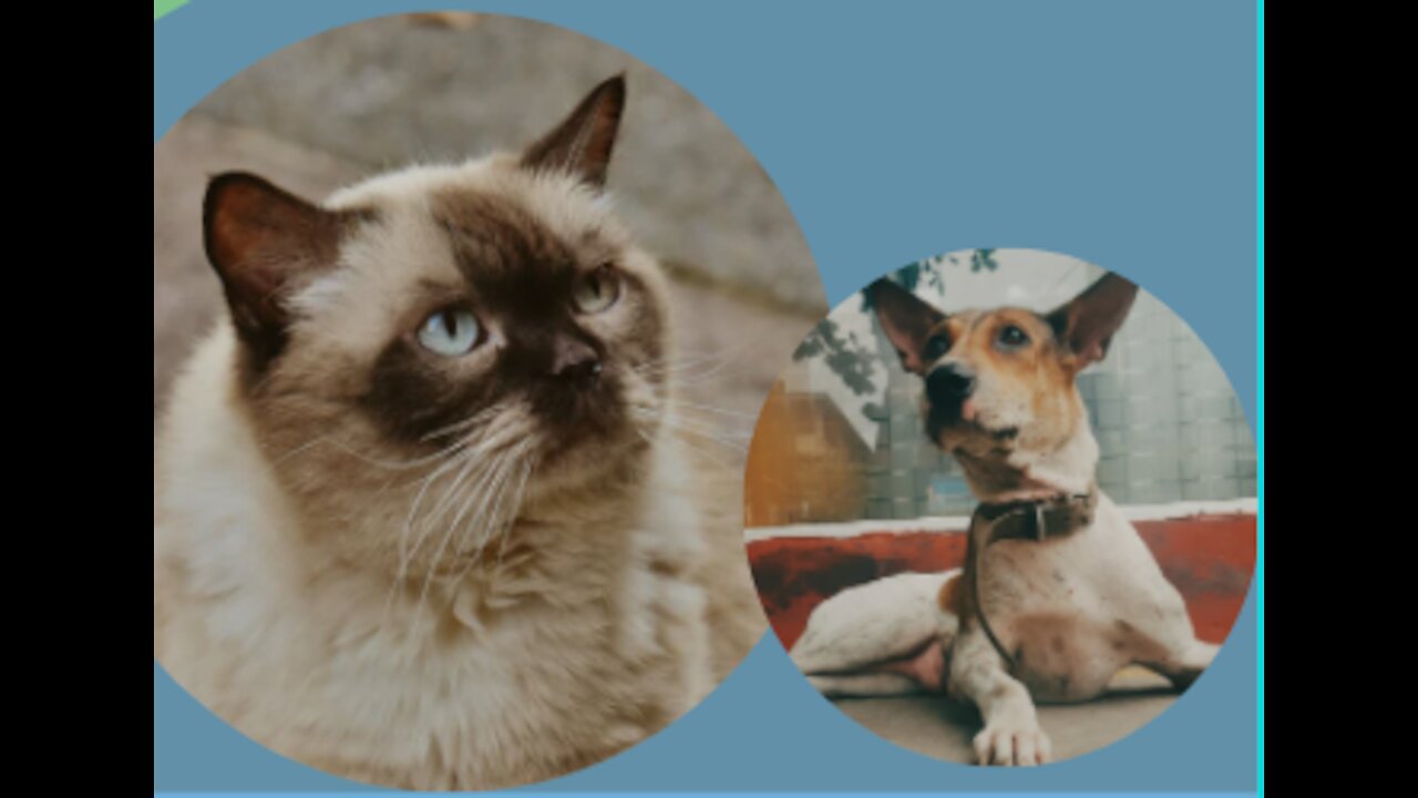 How to teach your dog and cat to get along |Train your dog to leave your cat alone