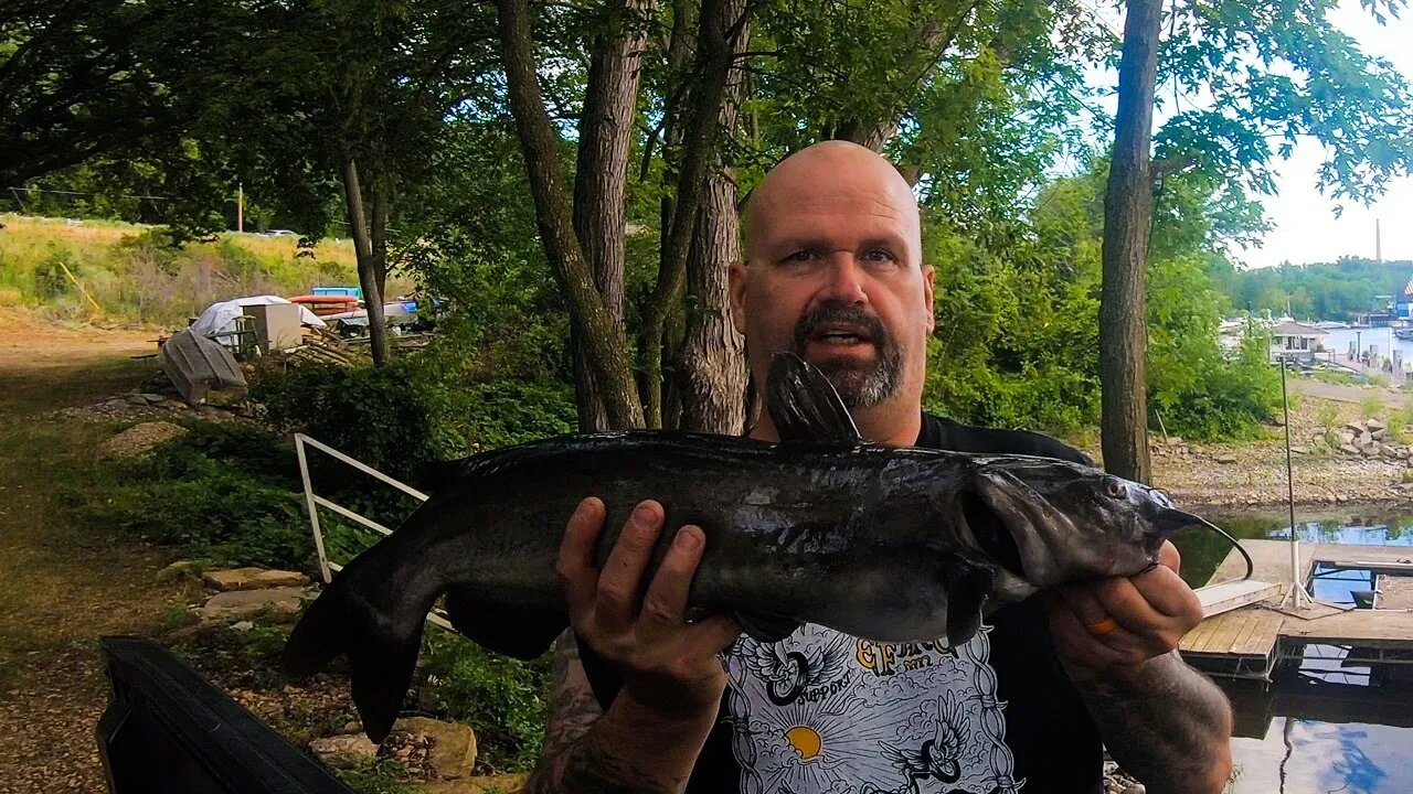 Catching JUMBO Catfish on CREEK Chubs