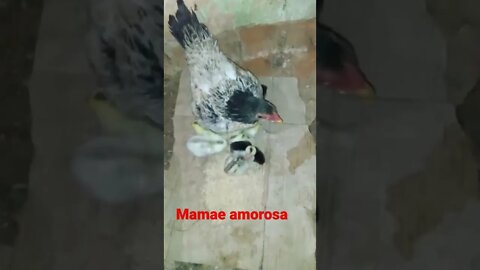 mãe amorosa