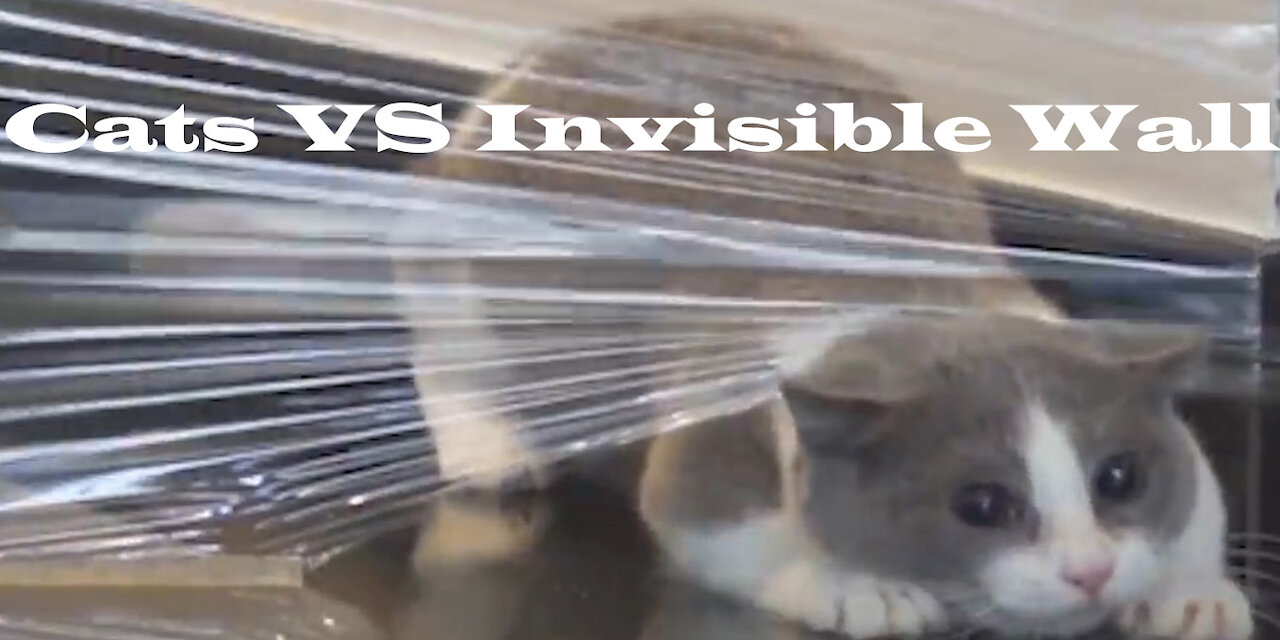 Cats vs Invisible Wall Complication