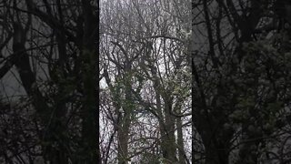 Turkey Vultures in Tree