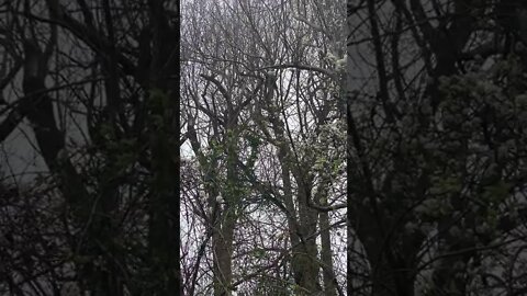 Turkey Vultures in Tree