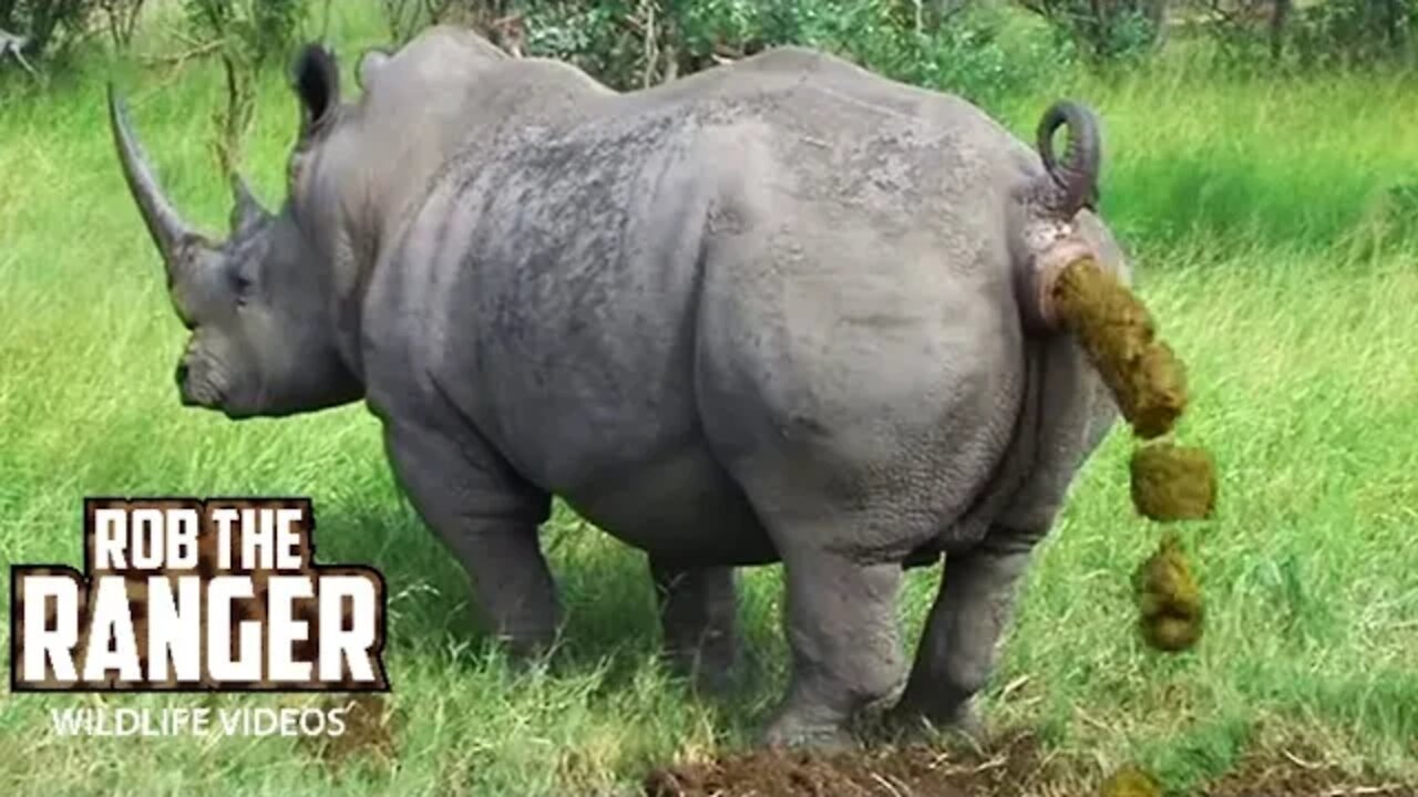 Rare Southern White Rhino Marking His Territory | Ceratotherium simum simum