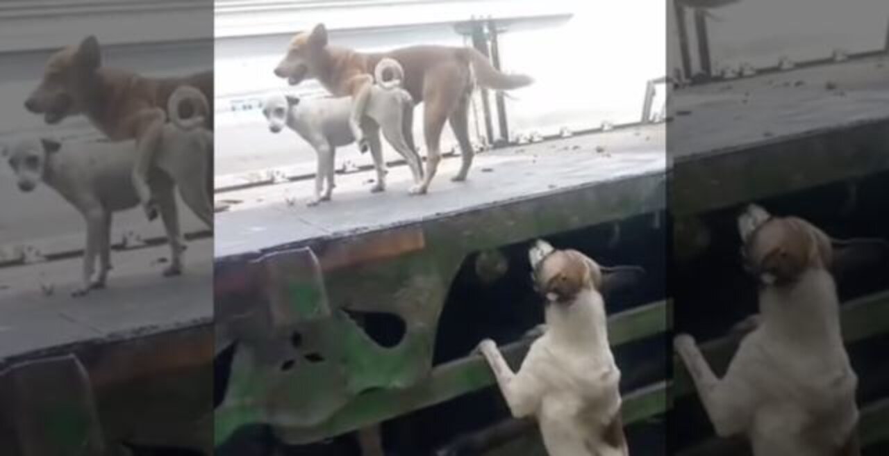 Poor Doggie Found Out That His Wifey Is For The Streets!