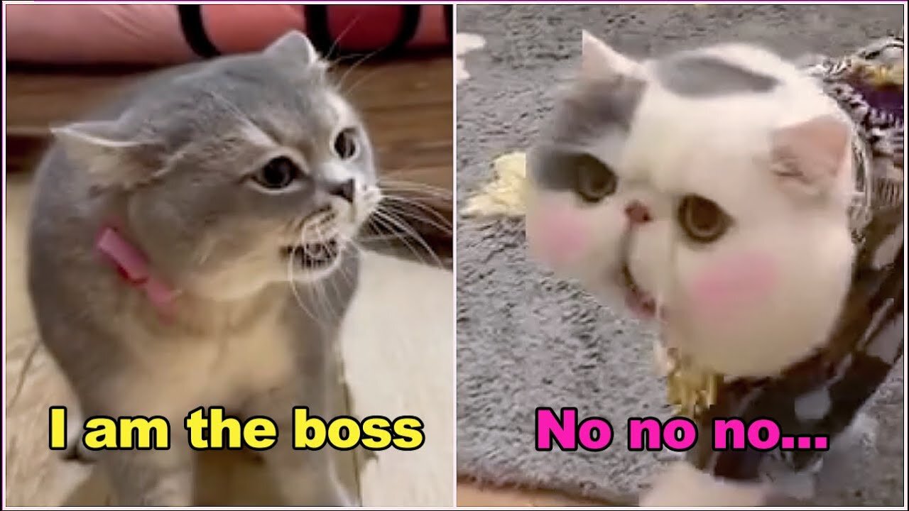 Funniest Animals 2023 π Funny Cats and Dogs Videos πΊπΆ