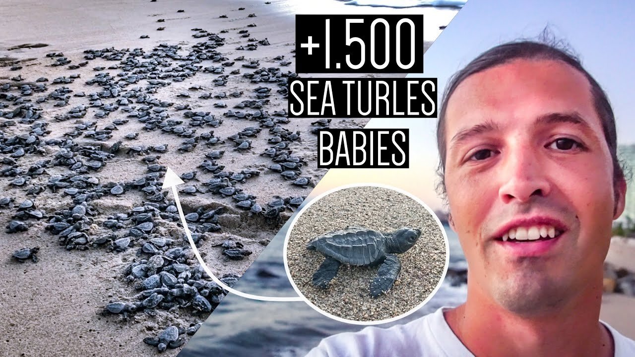 Amazing Sea turtles experience Releasing +1500š¢Sea Turtles Babies