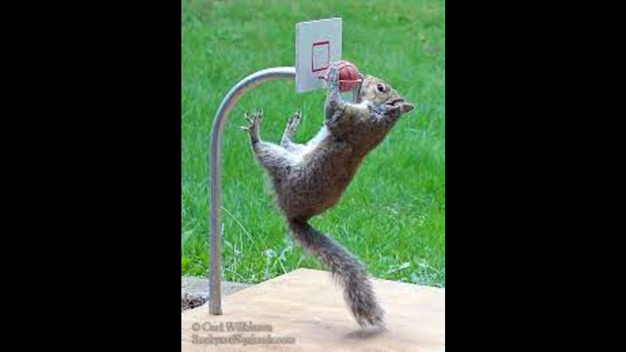 Squirrel basketball player