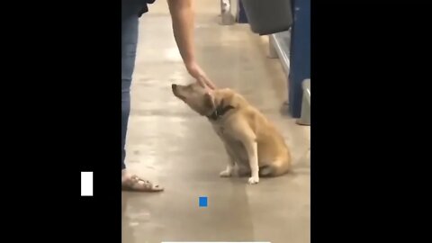 The Goodest Boy Bids Farewell to Shoppers