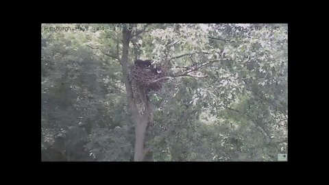 Hays Juvenile H13 flys to attic fleaps down when Mom comes in with food for H14 H15