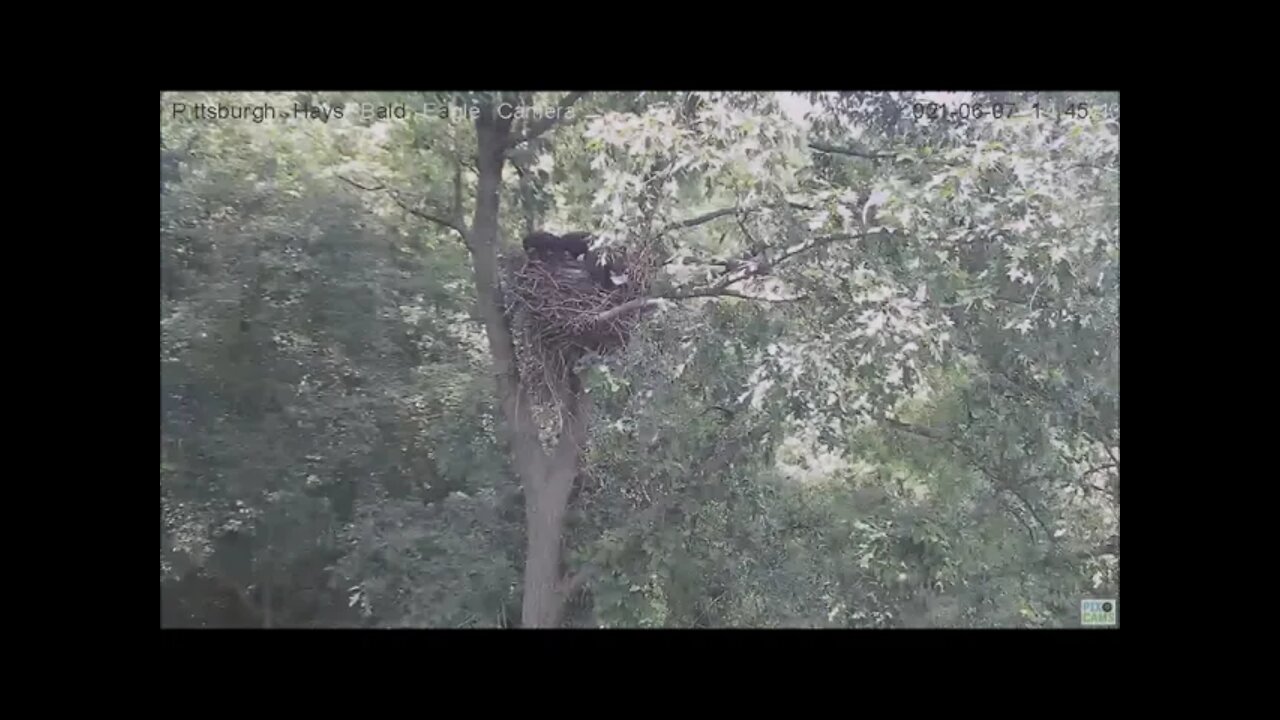 Hays Juvenile H13 flys to attic fleaps down when Mom comes in with food for H14 H15