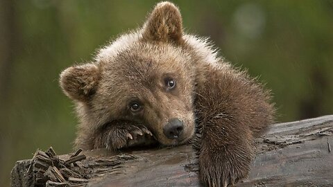 BEAR CUB "Winnie".... Siberian Zoo