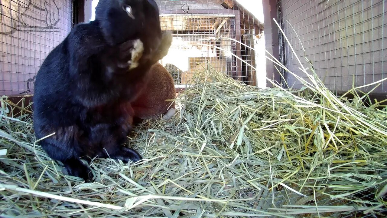 Chief and Lady, The Rabbits, not interested in each other today