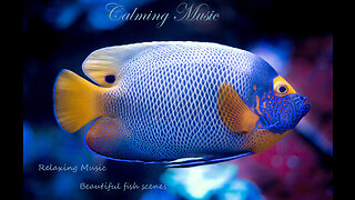 Relaxing & Calming Music: Fish scenes