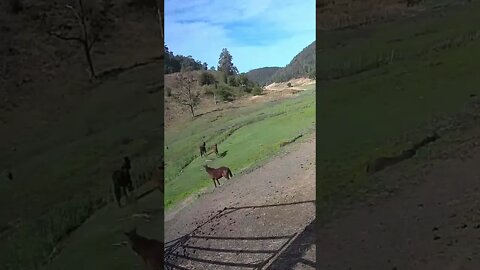 The secret lives of horses