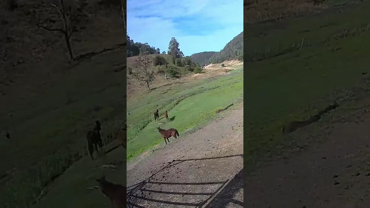 The secret lives of horses