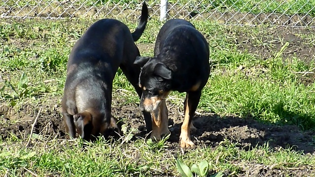 Dog Teaches Pal How To Dig A Hole