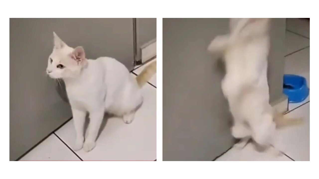 Funny animals - Funny cats | Funny dogs | Funny animal videos