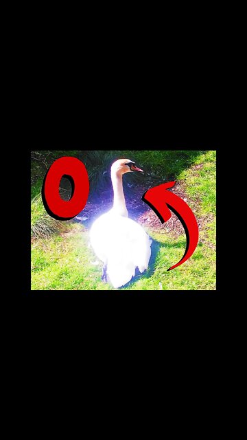 ЛЕБЕДЬ свернул шею с букву "О" 🦢🅾 #Shorts