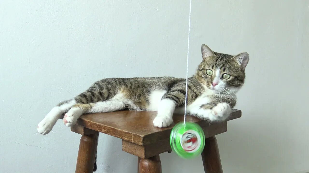 Cat Reaction to YOYO