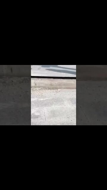 Animais fofos#funny cats compilation#cute animals#funny animals#gatos#cachorros,#takinanet#shorts