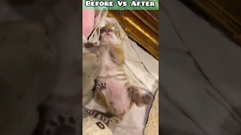 Before Vs After Animals Trancation