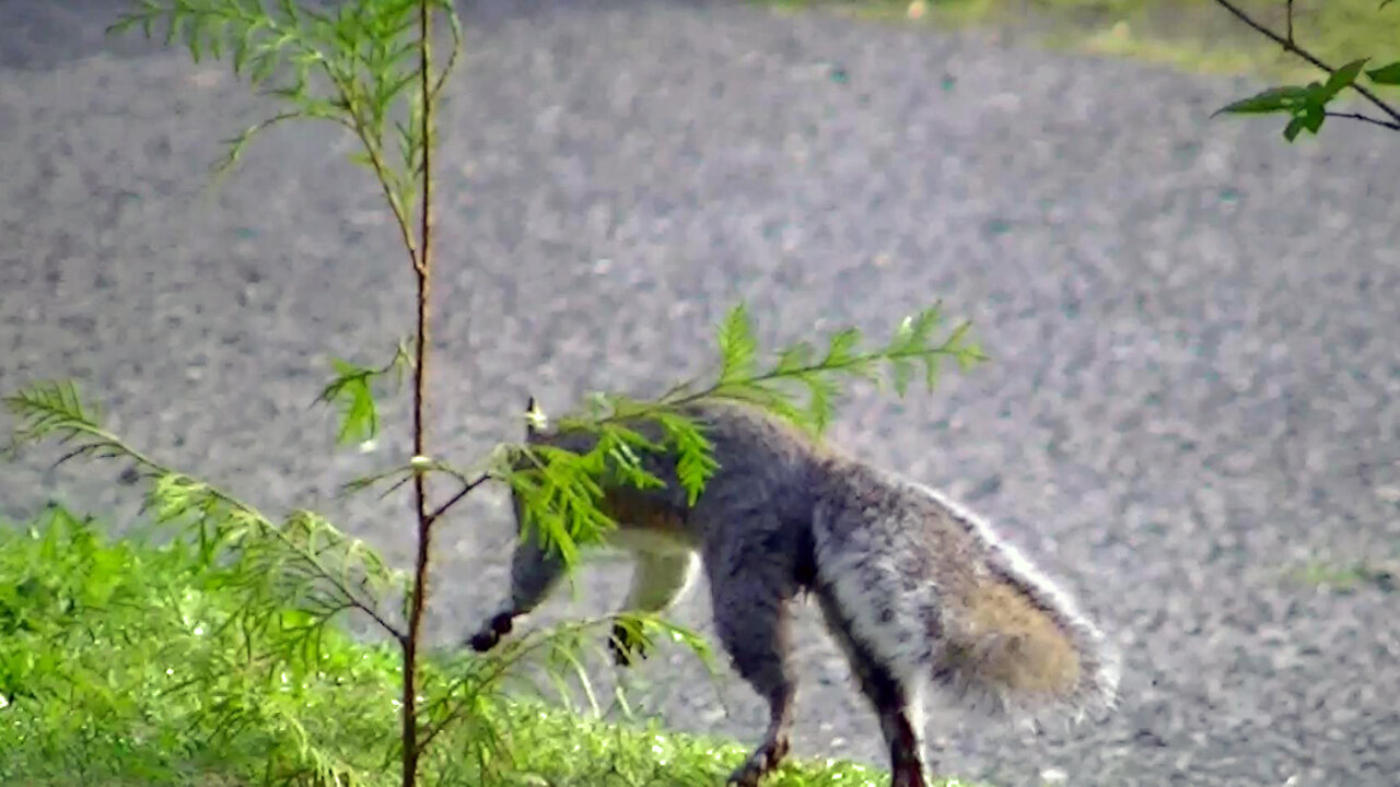 IECV NV #513 - 👀 Grey Squirrel Cough In The Act Of Planting Trees LOL 5-3-2018