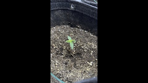 Seed too Harvest