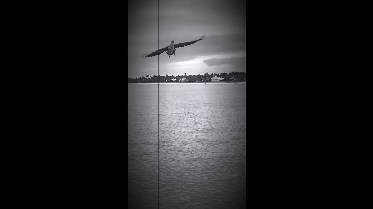 Pelican fishing the Naples Pier