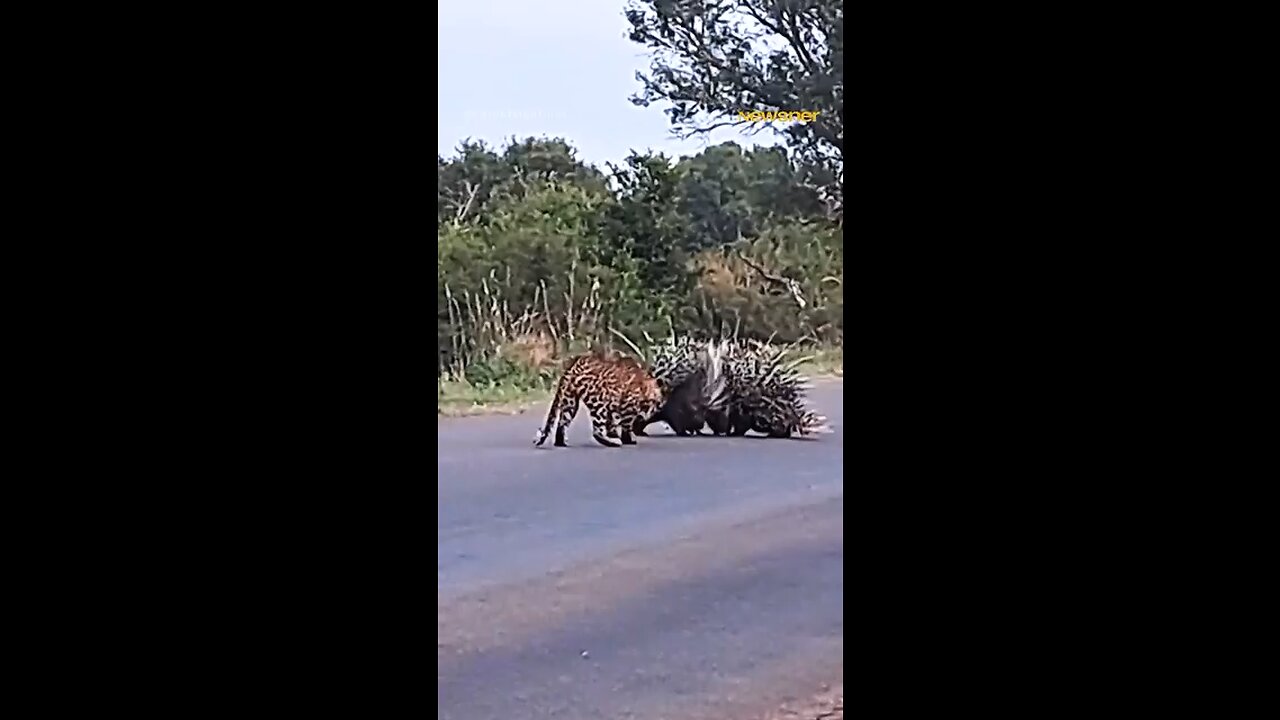 Leopard vs porcupine