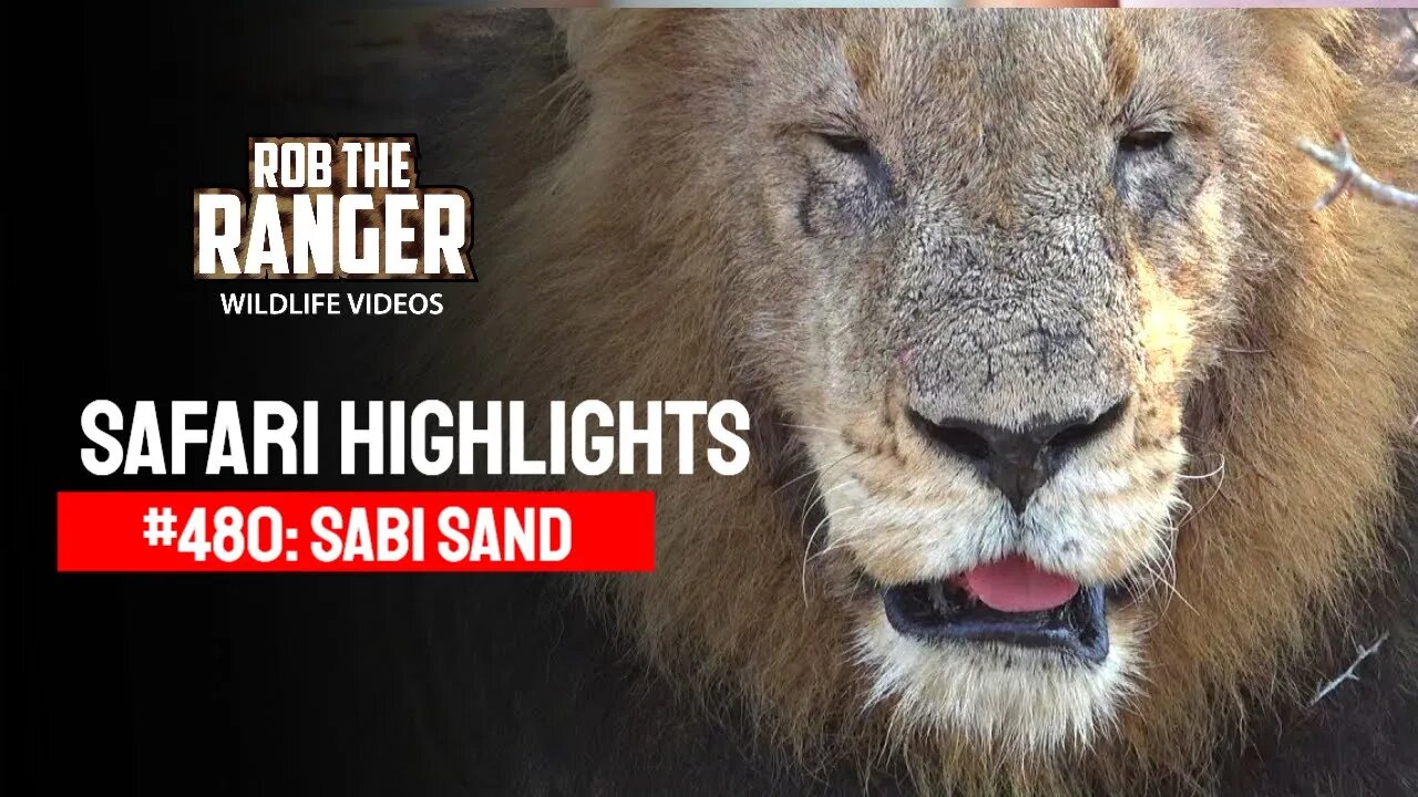 Safari Highlights #480: 06 - 10 August 2017 | Sabi Sand Nature Reserve | Latest Wildlife Sightings