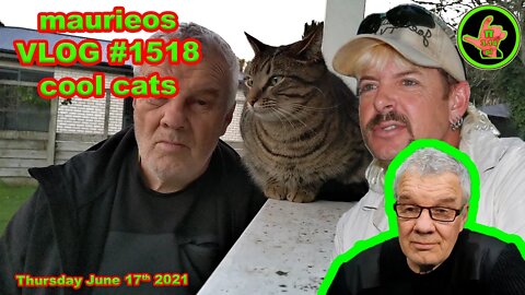 maurieos VLOG #1518 cool cats